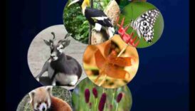 Bioloģiskās daudzveidības dārgumi: aizsargājamās teritorijas visā pasaulē