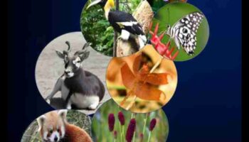 Bioloģiskās daudzveidības dārgumi: aizsargājamās teritorijas visā pasaulē